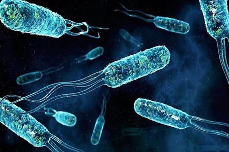 Enterococcus faecalis Enterococcus faecalis