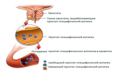 Схема выработки ПСА Схема выработки ПСА