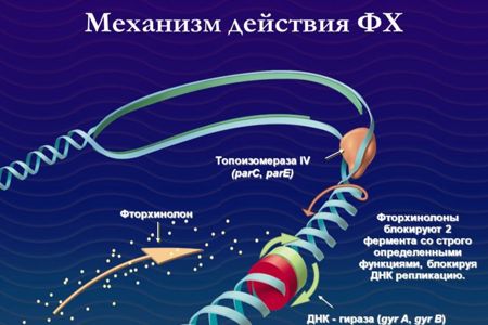 Схема действия фторхинолов Схема действия фторхинололов