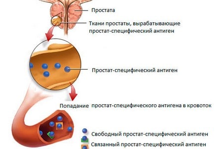 Levitra Prostate Psa Test
