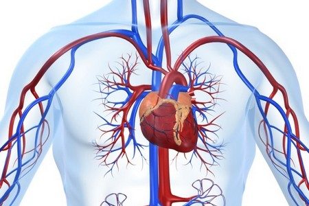 Сердечно-сосудистая система Сердечно-сосудистая система