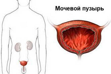 Мочевой пузырь Мочевой пузырь