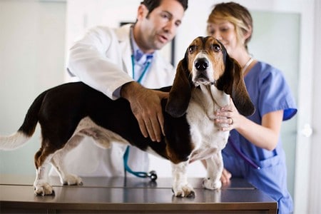 собака с врачами