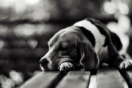 грустная собака на скамейке